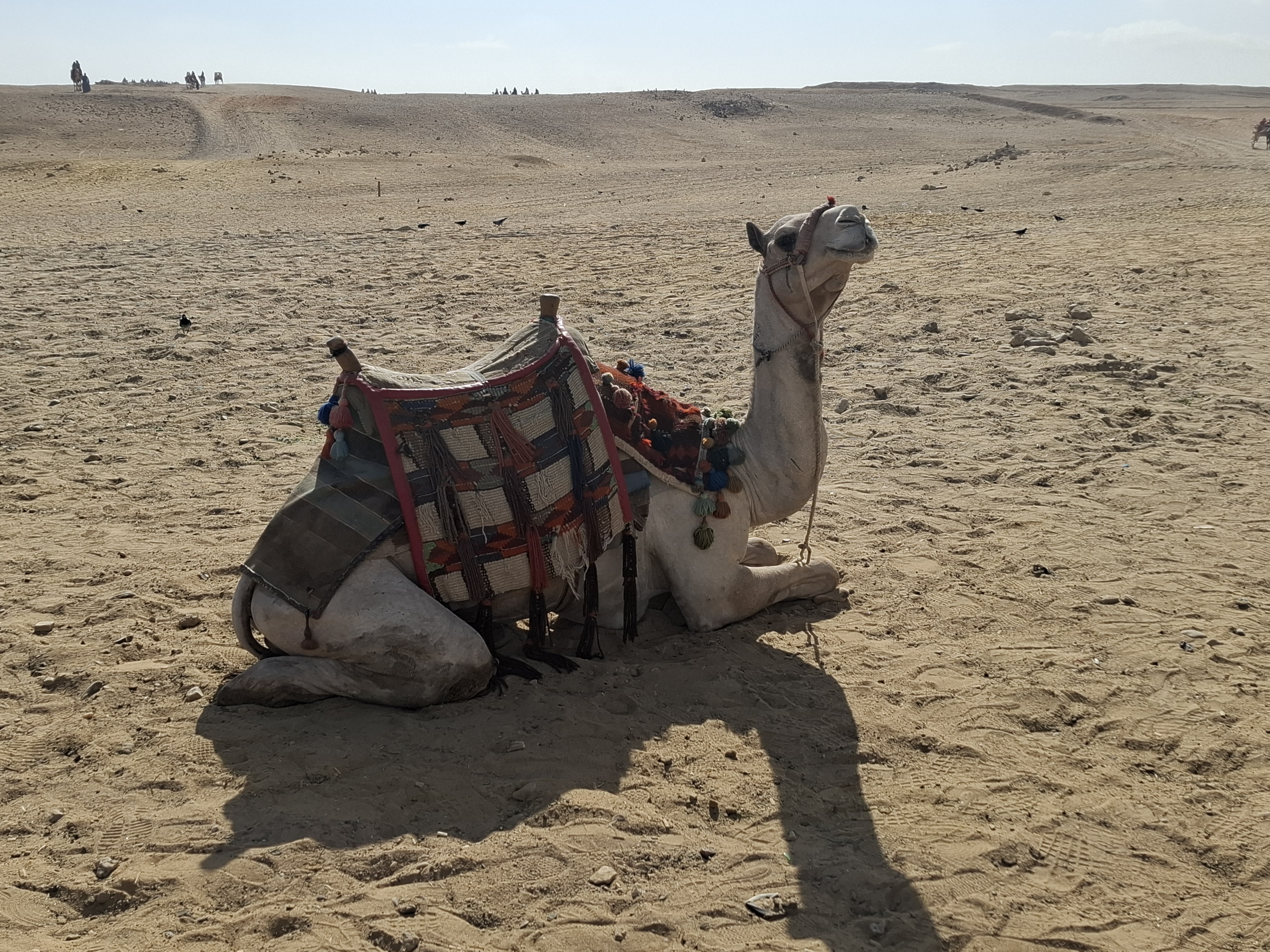 A resting camel adorned with colorful decorations lying on the sandy ground near the Pyramids of Giza, with desert scenery in the background.