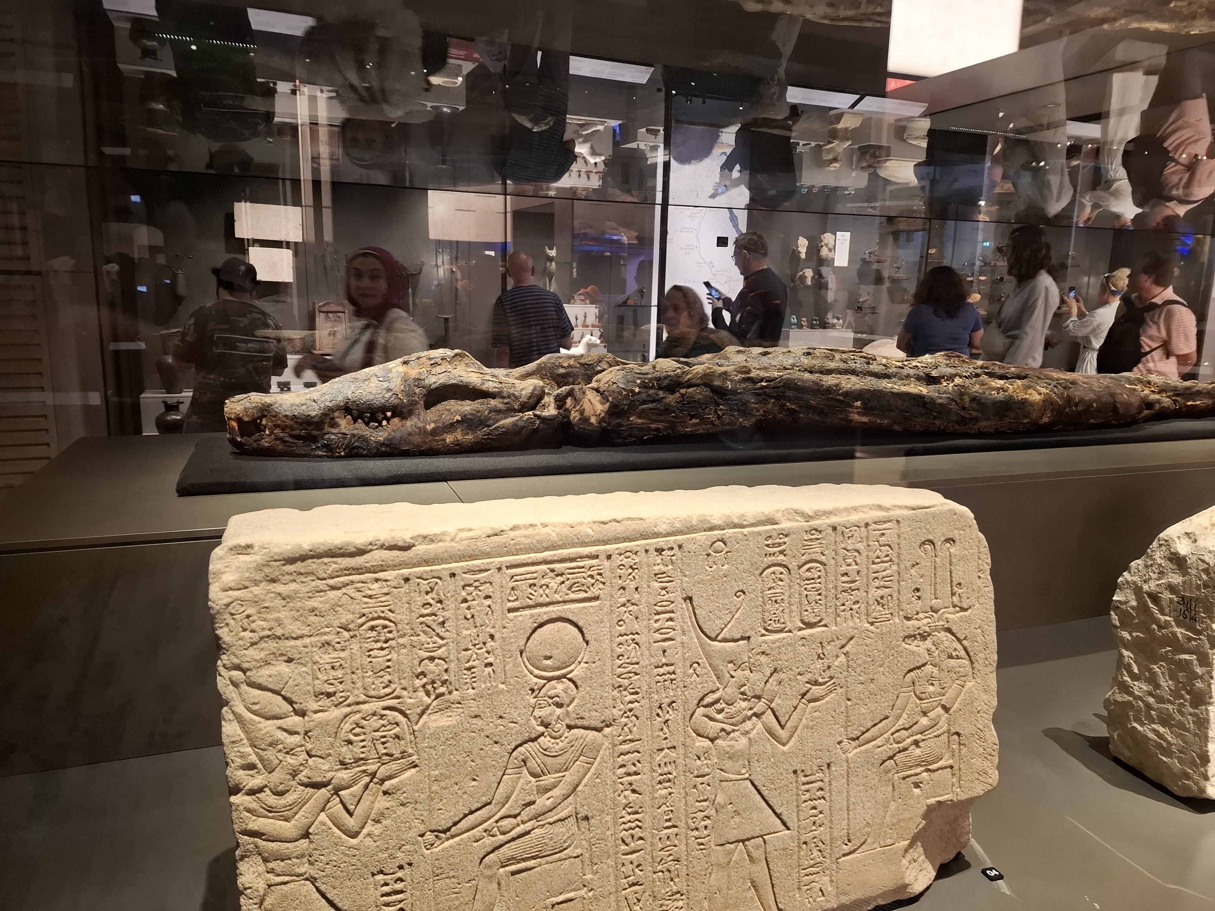 A fossilized crocodile mummy displayed in a museum alongside an ancient Egyptian stone tablet featuring hieroglyphics and carvings of figures. Visitors can be seen in the background, observing the exhibit.