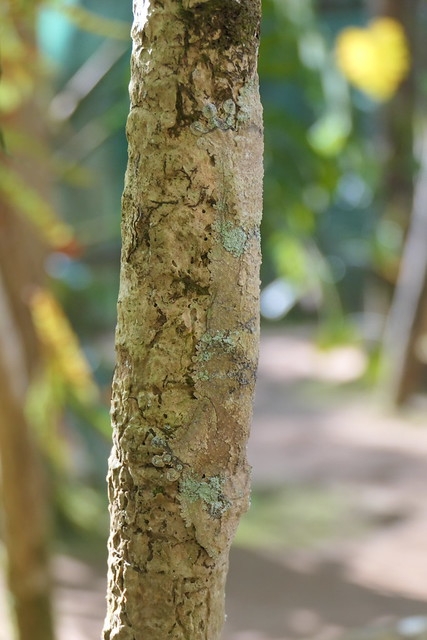 Can you spot the chameleon?